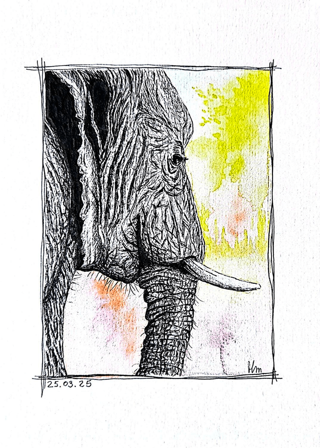 La sérénité de l&#039;éléphant
